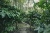 Hotel Bamboo Creek Resort