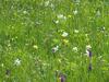 Bed & Breakfast Pension Alpenhof
